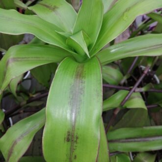 Callisia fragrans, Spironema fragrans , Tradescantia dracaenoides