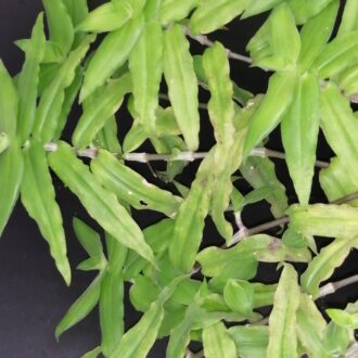 Callisia multiflora