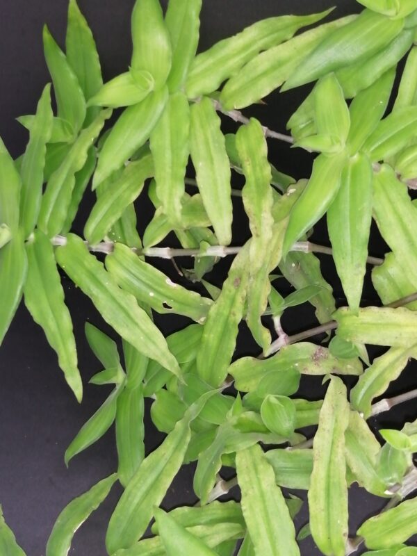 Callisia multiflora