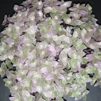Callisia repens Rosato, Callisia Pink Panther