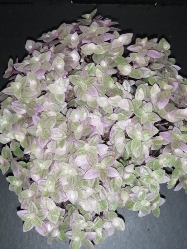 Callisia repens Rosato, Callisia Pink Panther