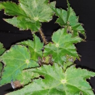 Begonia Silvana