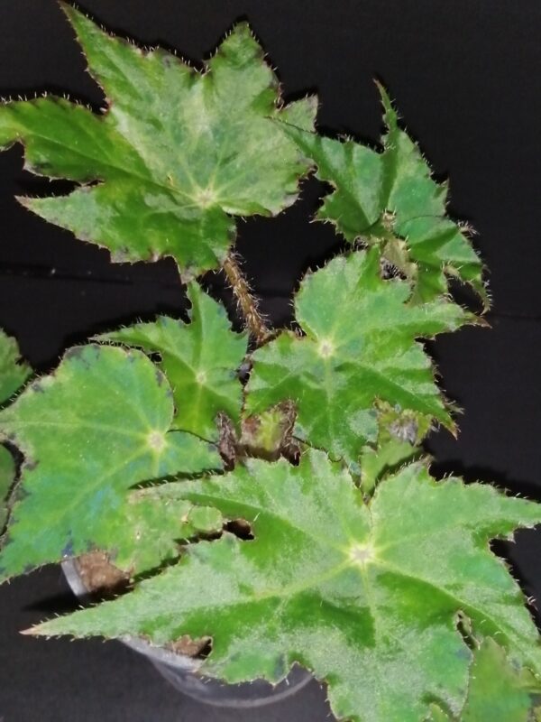 Begonia Silvana