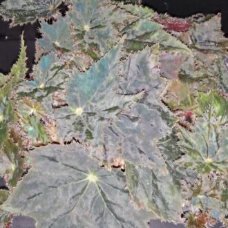 Begonia 'Joe Hayden'