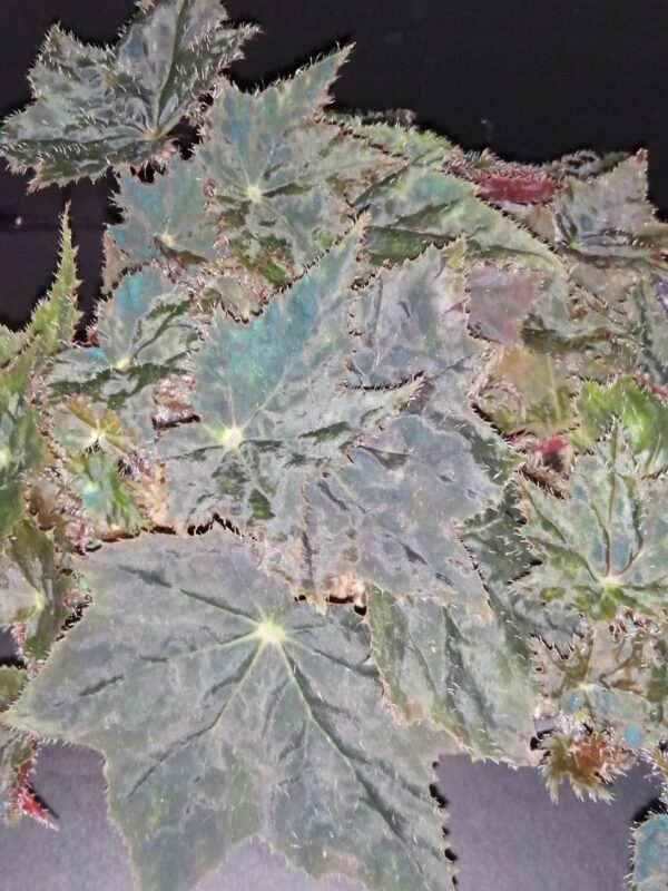 Begonia 'Joe Hayden'