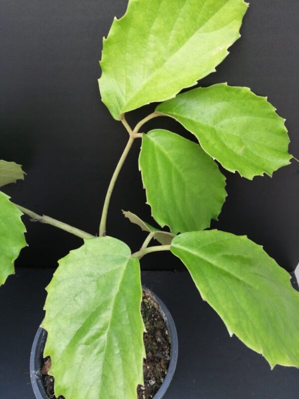 Tetrastigma voinierianum