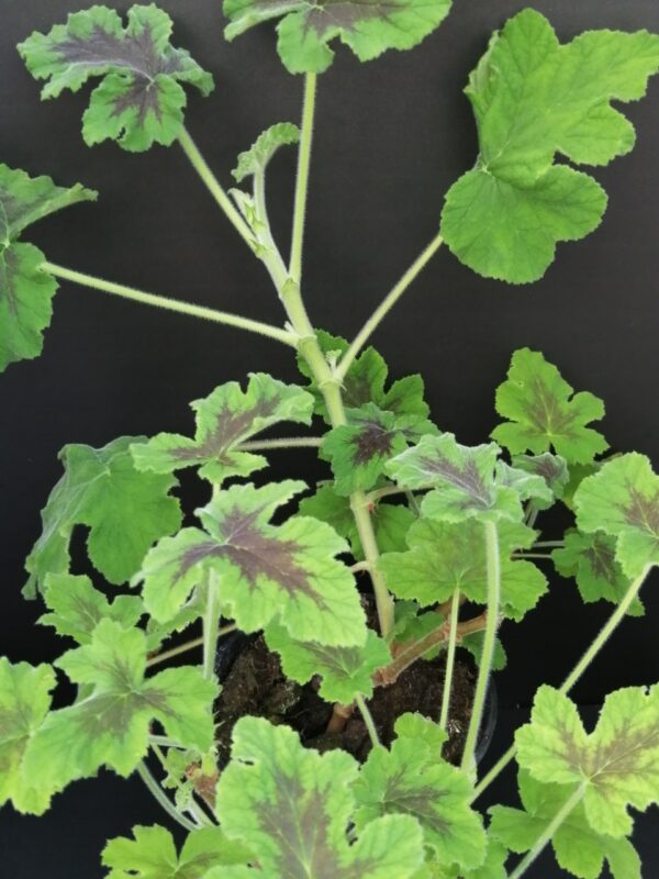 Pelargonium Chocolate Peppermint