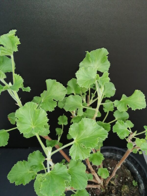 Pelargonium Cola Fresh