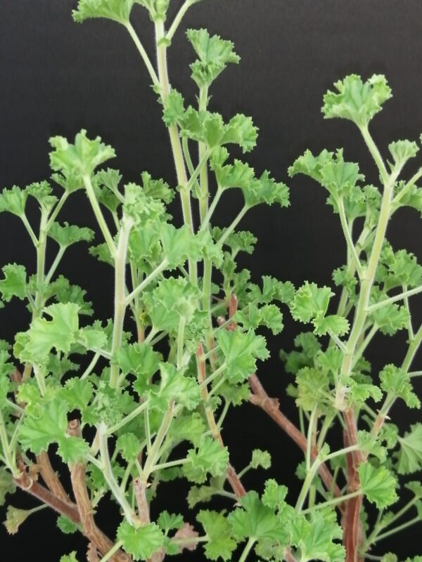 Pelargonium crispum major