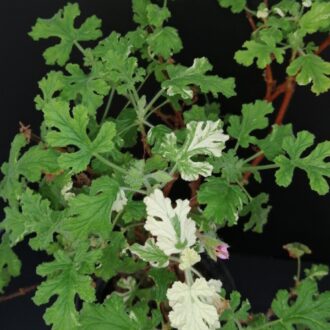 Pelargonium quercifolium Variegato