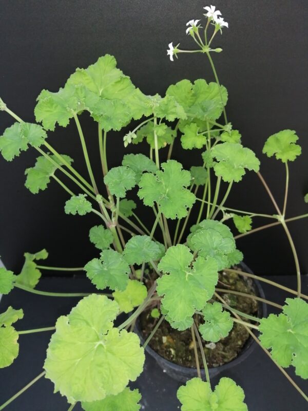Pelargonium odoratissimum