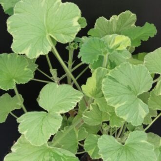 Pelargonium Atomic Snowflake