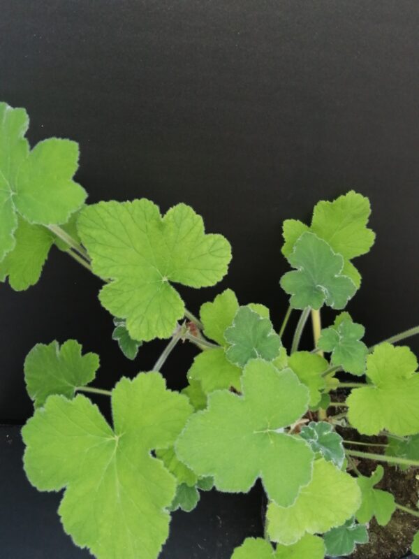 Pelargonium tomentosum