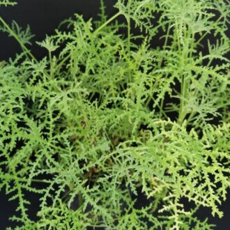 Pelargonium denticulatum var. Filicifolium