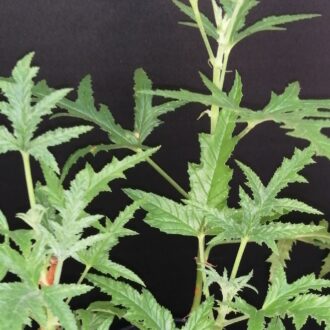 Pelargonium denticulatum