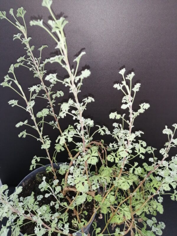 Pelargonium abrotanifolium