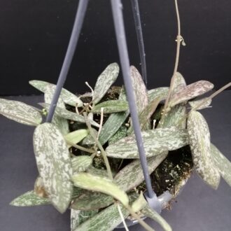 Hoya sigillatis