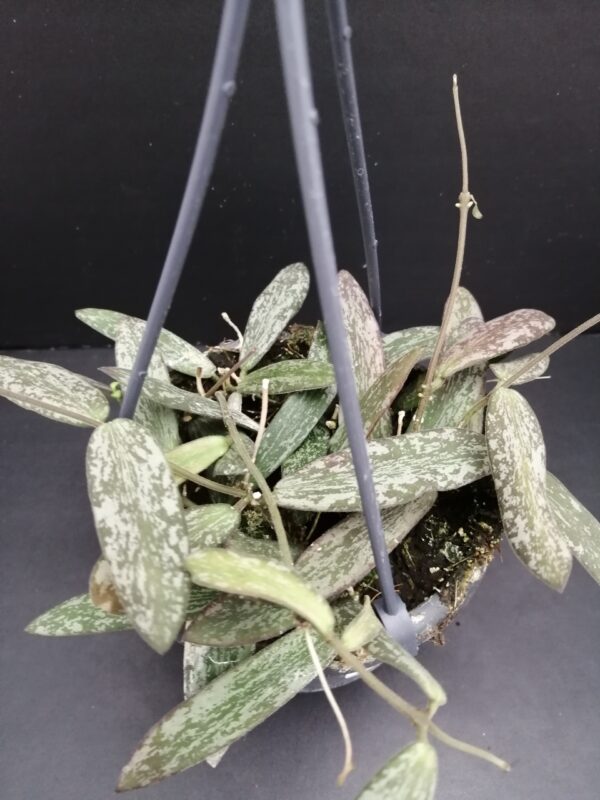 Hoya sigillatis