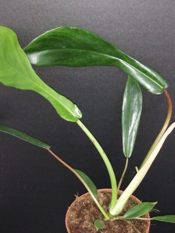 Philodendron joepii