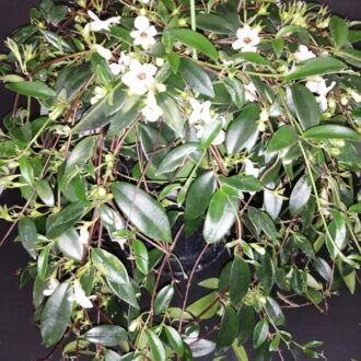 Codonanthe crassifolia
