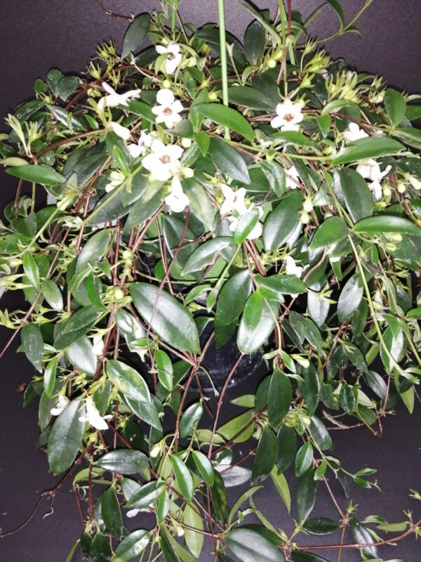 Codonanthe crassifolia