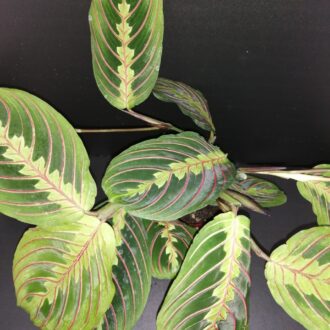 Marantha Tricolor