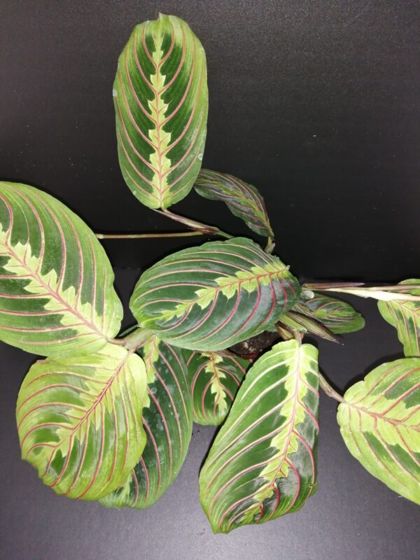 Marantha Tricolor