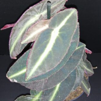 Begonia listada