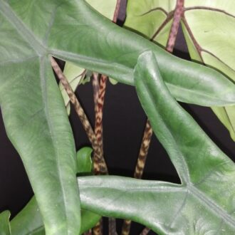 Alocasia tigrina