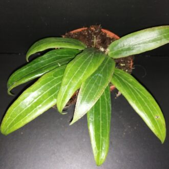 Hoya soligamiana
