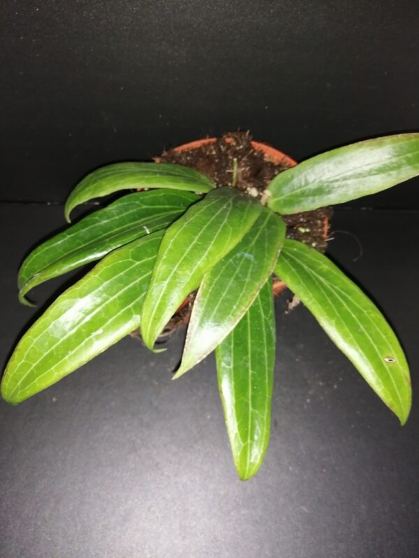 Hoya soligamiana