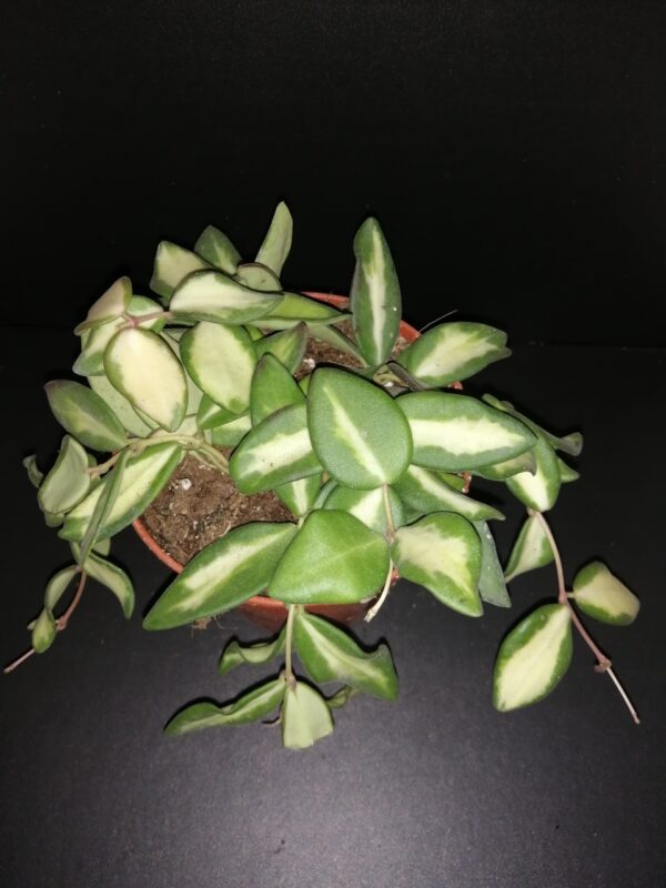 Hoya burtoniae  variegata, Kloppenburg,  Hoya DS-70 variegata