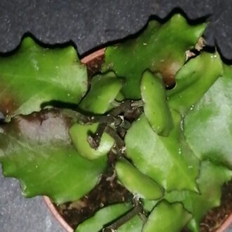Hoya endauensis