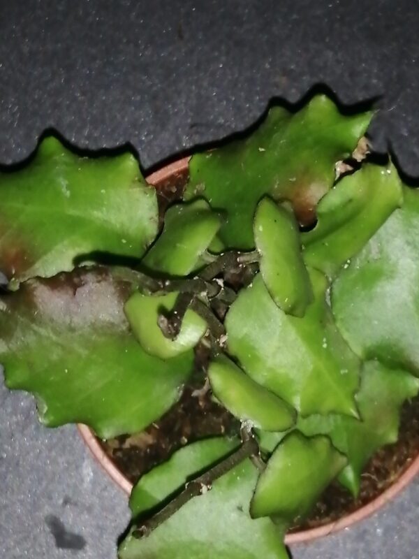 Hoya endauensis