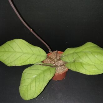 Hoya Meredithii