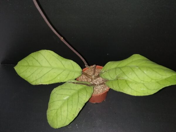 Hoya Meredithii