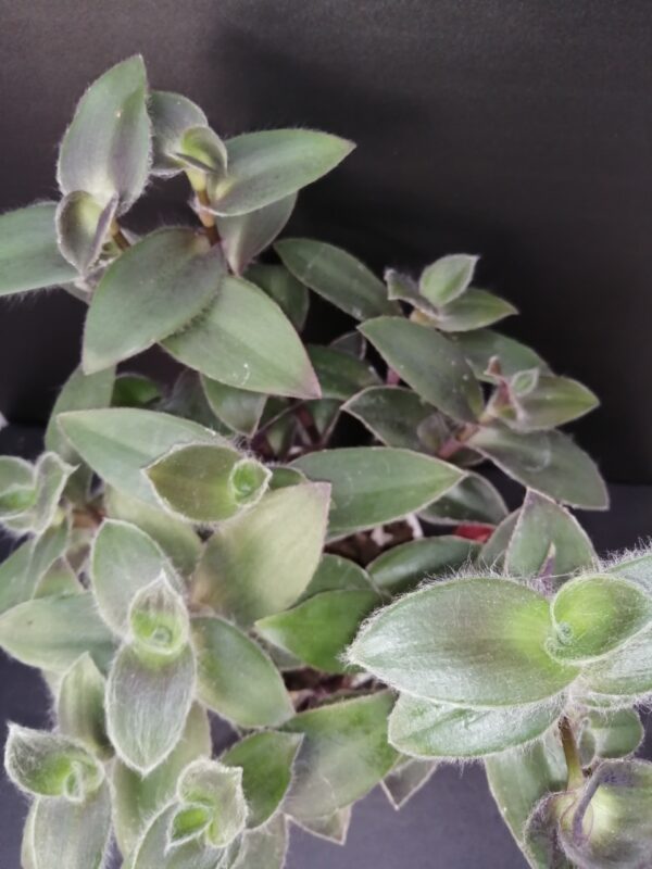 Tradescantia pallida Pale Puma