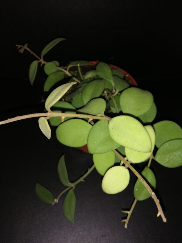 Hoya nummularioides