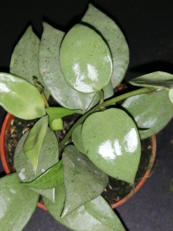 Hoya krohniana Eskimo