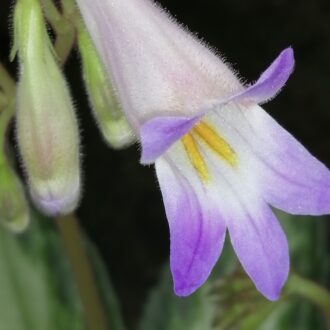 Primulina Destiny