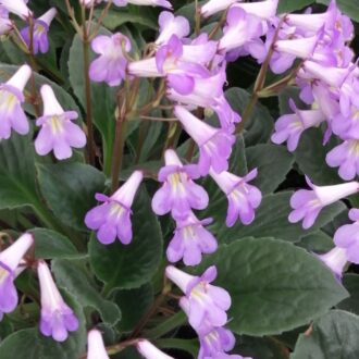 Streptocarpus Purpelina viola, Primulina Purpelina
