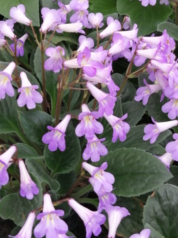 Streptocarpus Purpelina viola, Primulina Purpelina