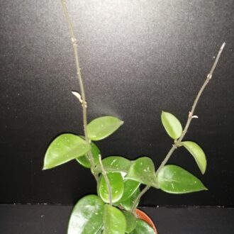 Hoya Mathilde
