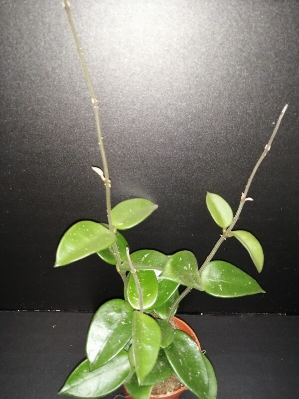 Hoya Mathilde