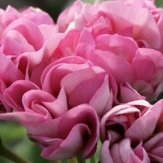 Pelargonium Sweet Jess