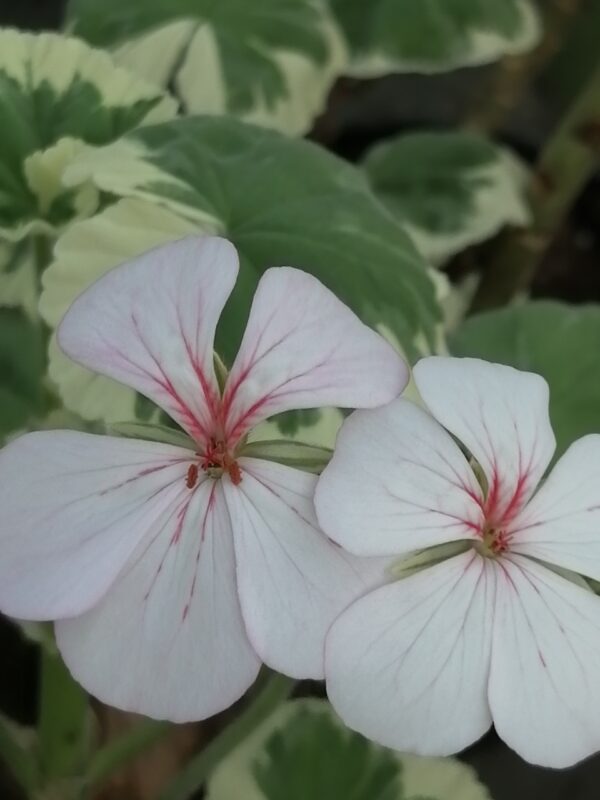 Pelargonium Mrs Mappin
