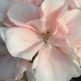 Pelargonium Marbaka