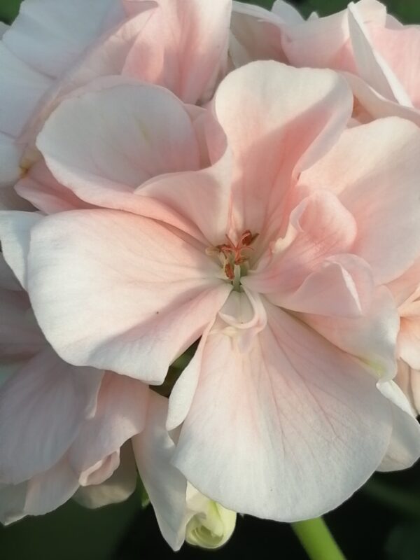 Pelargonium Marbaka