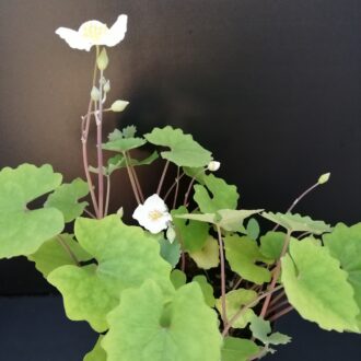 Eomecon chionantha