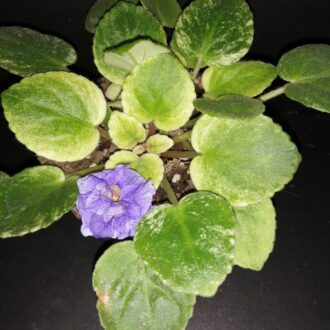 Saintpaulia ionantha hyb